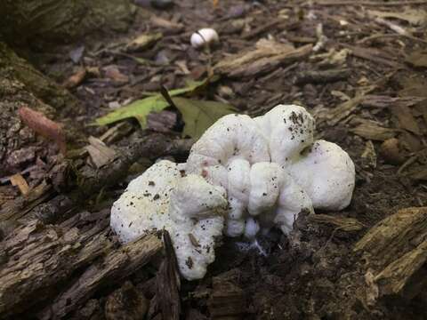 Image of Entoloma abortivum (Berk. & M. A. Curtis) Donk 1949