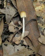 Image of Coprinellus