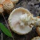 Image of Sharp-scaly Pholiota