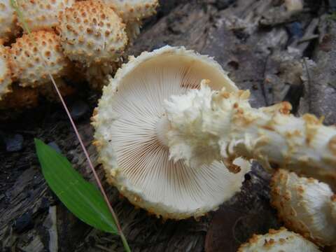 Image of Pholiota squarrosoides (Peck) Sacc. 1887