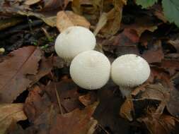 Image of Lycoperdon Pers.