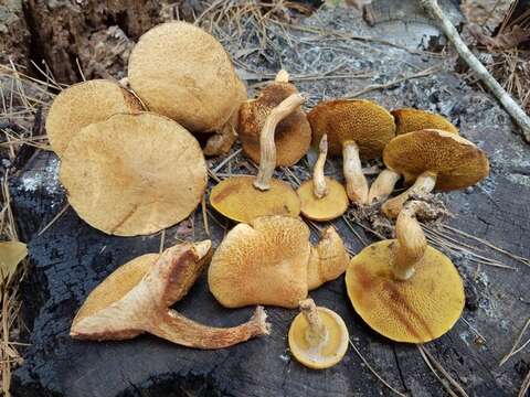 Image of Suillus decipiens (Peck) Kuntze 1898