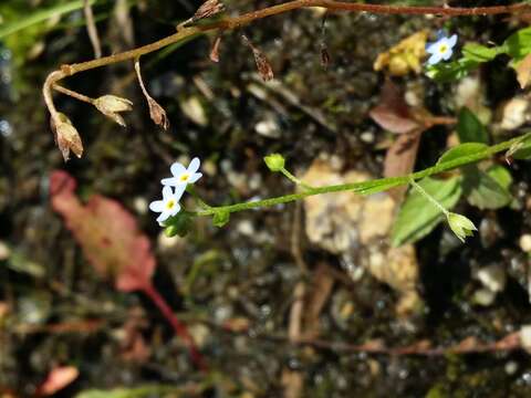 Image of Tufted Forget-Me-Not