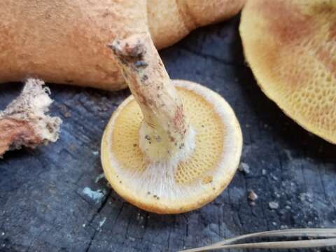 Image of Suillus decipiens (Peck) Kuntze 1898