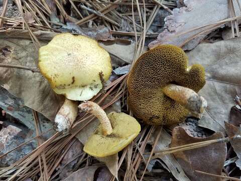 Image of Suillus hirtellus (Peck) Snell 1944