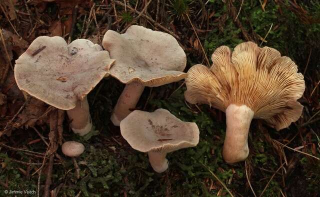 Image of Lactarius mammosus Fr. 1838