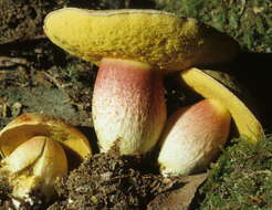 Image of Boletus smithii Thiers 1965