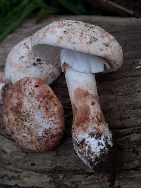 Plancia ëd Amanita novinupta Tulloss & J. Lindgr. 1994