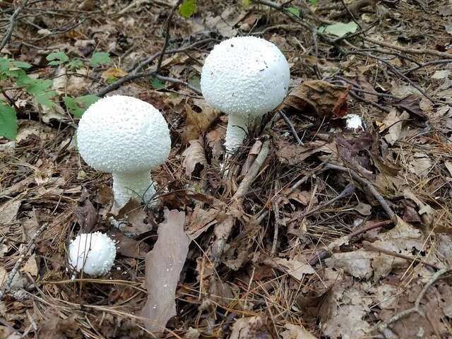 Image of <i>Amanita polypyramis</i>