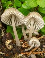 Sivun Mycena subcana A. H. Sm. 1947 kuva