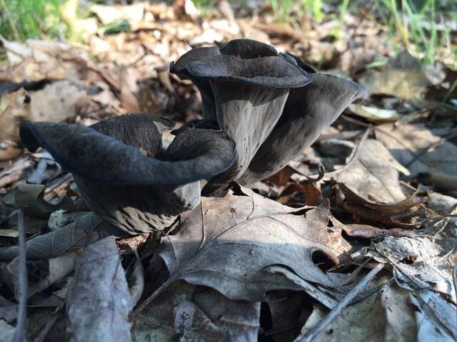 Image of Craterellus