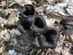 Image of Craterellus