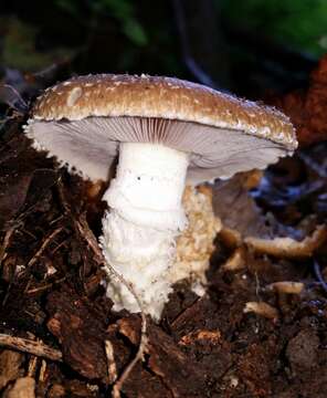 Image of Stropharia kauffmanii A. H. Sm. 1941