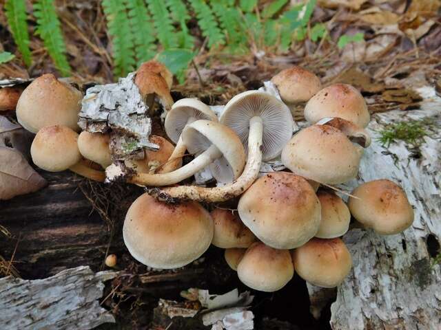 Image of Hypholoma