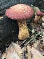 Image of Clinton’s boletus