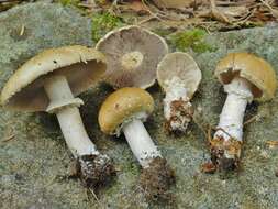 Image of Stropharia