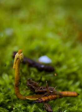 صورة Ophiocordyceps corallomyces (Möller) G. H. Sung, J. M. Sung, Hywel-Jones & Spatafora 2007