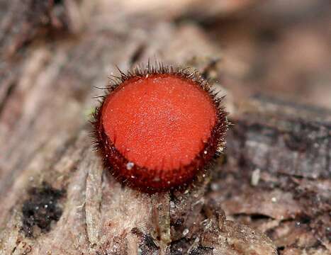 Image of Scutellinia (Cooke) Lambotte