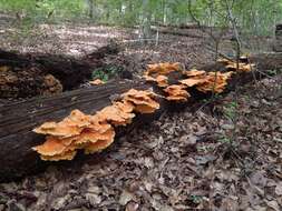 Image of Laetiporus