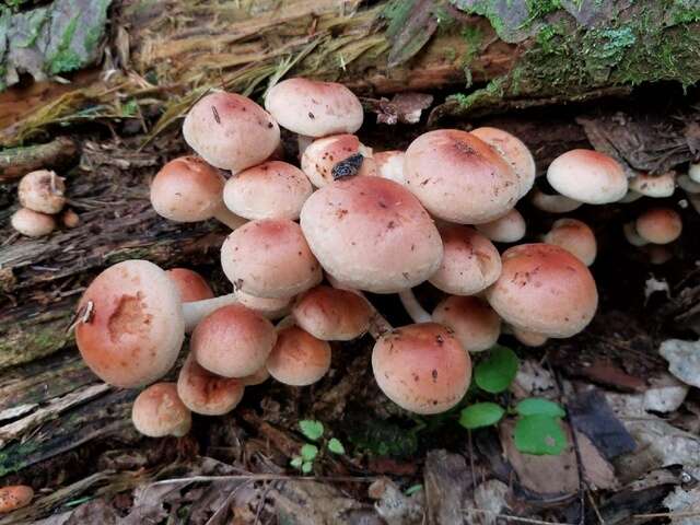 Image of Hypholoma