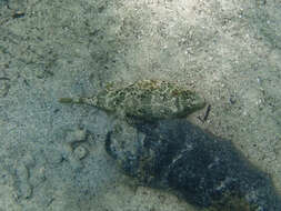 Image of Caribbean Puffer