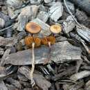 Conocybe vexans P. D. Orton 1960的圖片