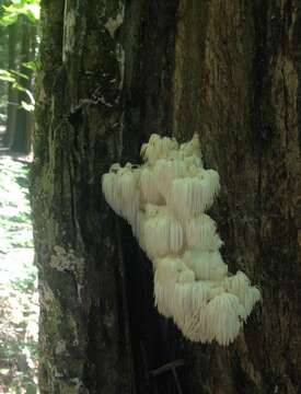 Image of Hericium americanum Ginns 1984