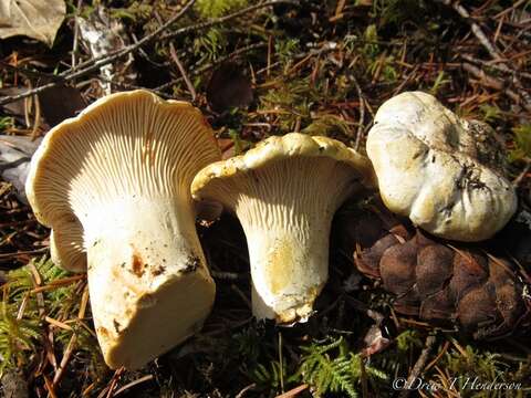 Image de Cantharellus subalbidus A. H. Sm. & Morse 1947