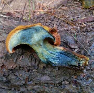 Image of Buchwaldoboletus