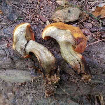 Слика од Buchwaldoboletus