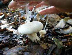 Image of Hygrophorus