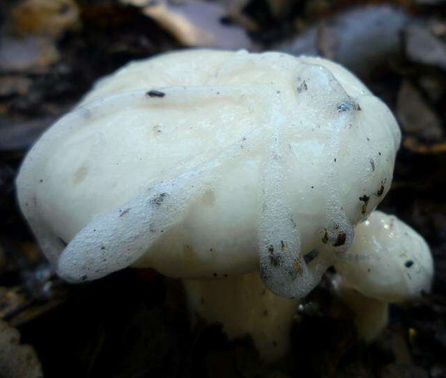 Image of Hygrophorus