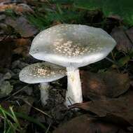 Image of Amanita canescens D. T. Jenkins 1982