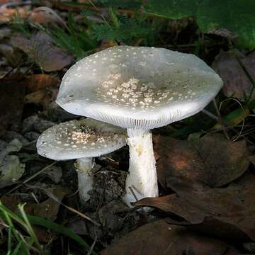 Imagem de Amanita canescens D. T. Jenkins 1982