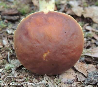 Leccinum rubropunctum (Peck) Singer 1947的圖片