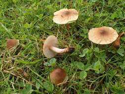 صورة Inocybe curvipes P. Karst. 1890