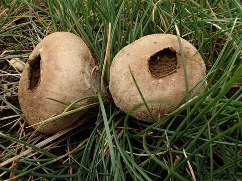 Image of Lycoperdon