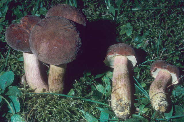 Image of Boletus patrioticus T. J. Baroni, Bessette & Roody 1998