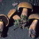 Image of Boletus pseudo-olivaceus A. H. Sm. & Thiers 1971