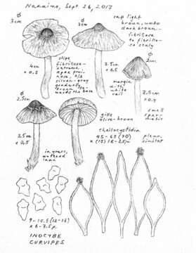 Image of Inocybe curvipes P. Karst. 1890