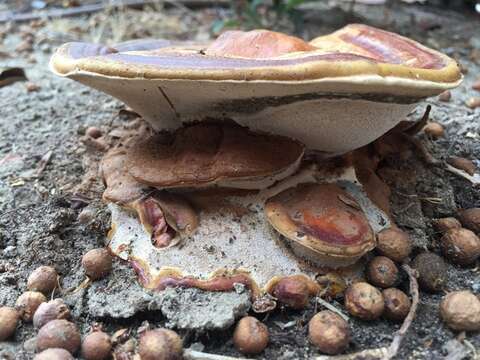 Ganoderma polychromum (Copel.) Murrill 1908的圖片