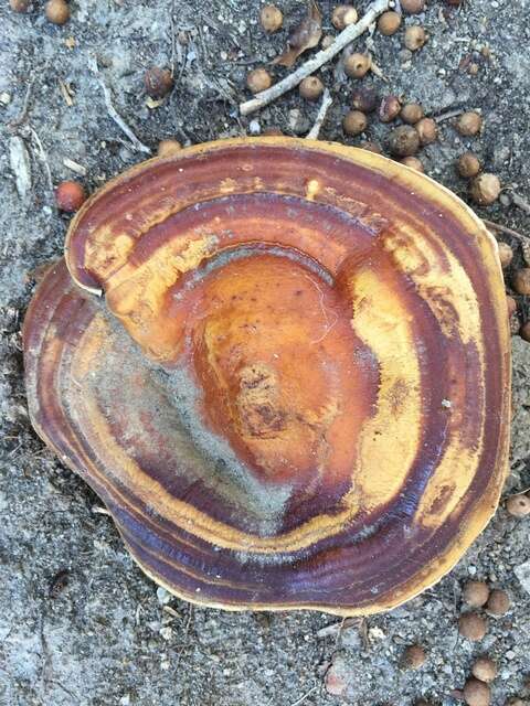 Ganoderma polychromum (Copel.) Murrill 1908的圖片