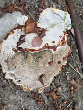 Ganoderma polychromum (Copel.) Murrill 1908的圖片