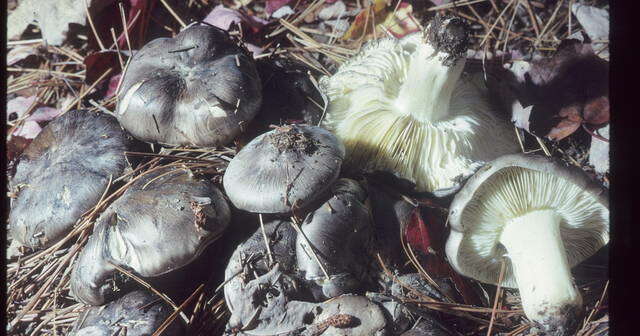 Imagem de Tricholoma