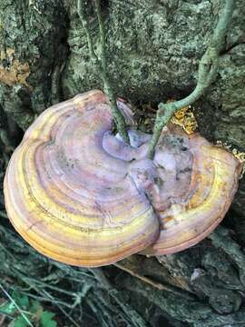 Image of Ganoderma