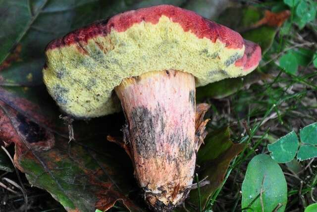 Image of Boletus patrioticus T. J. Baroni, Bessette & Roody 1998