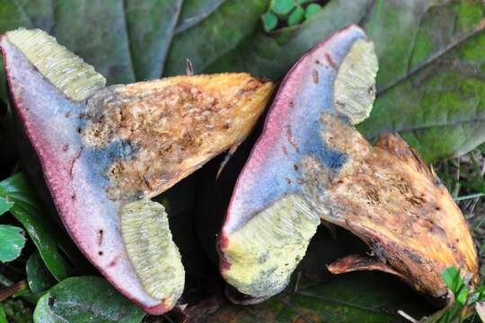 Image of Boletus patrioticus T. J. Baroni, Bessette & Roody 1998