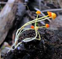 Image of Mycena acicula (Schaeff.) P. Kumm. 1871