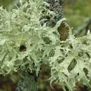 Image of American cartilage lichen