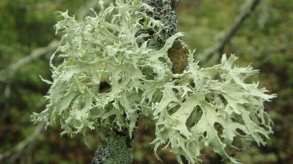 Image of American cartilage lichen